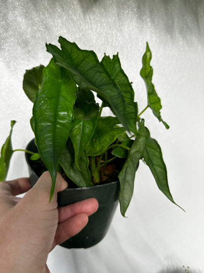 Alocasia Dragon&