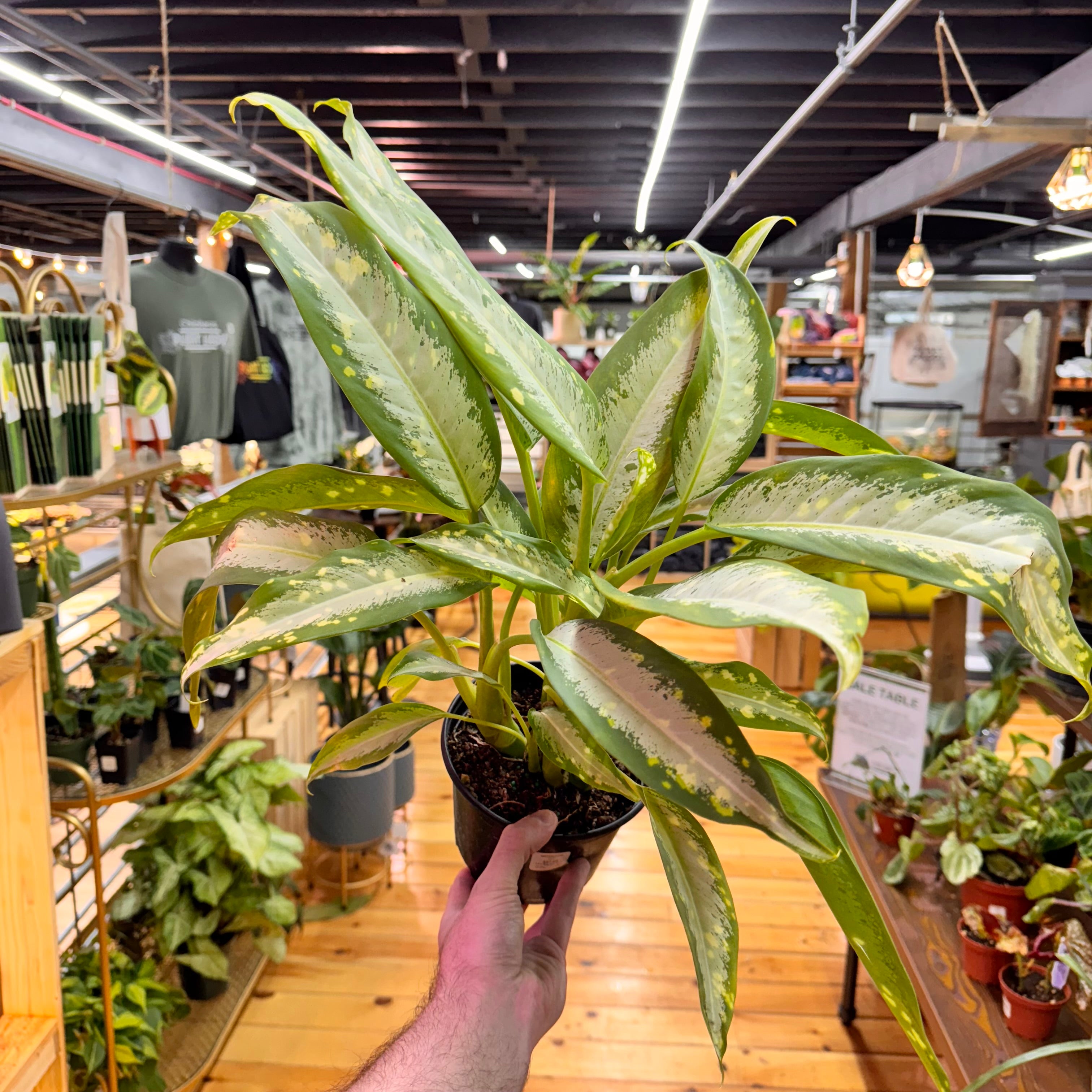 Dieffenbachia Snow