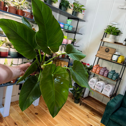 Philodendron Giganteum