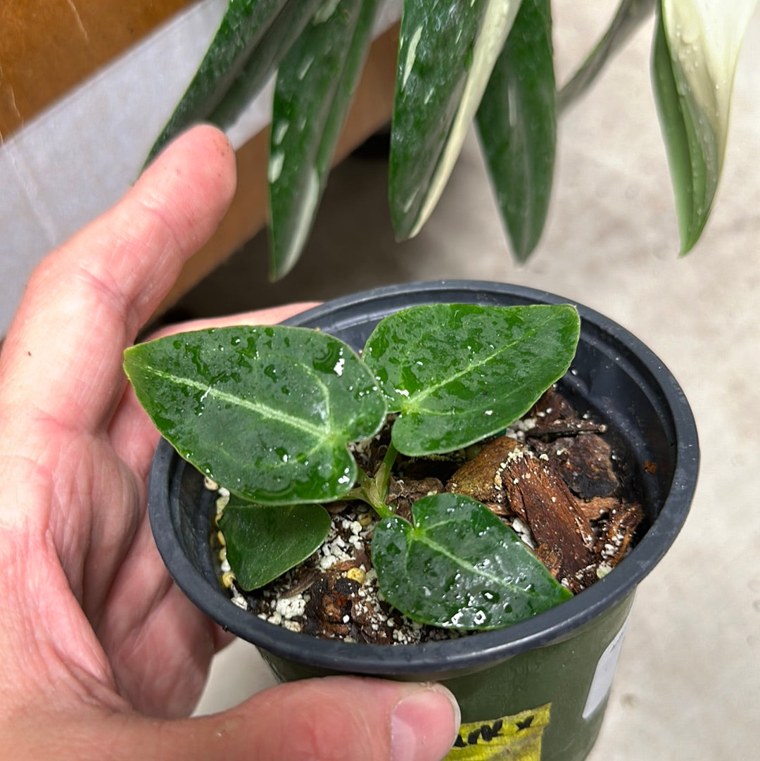 Anthurium Ace Dark Hybrid x Black Beauty