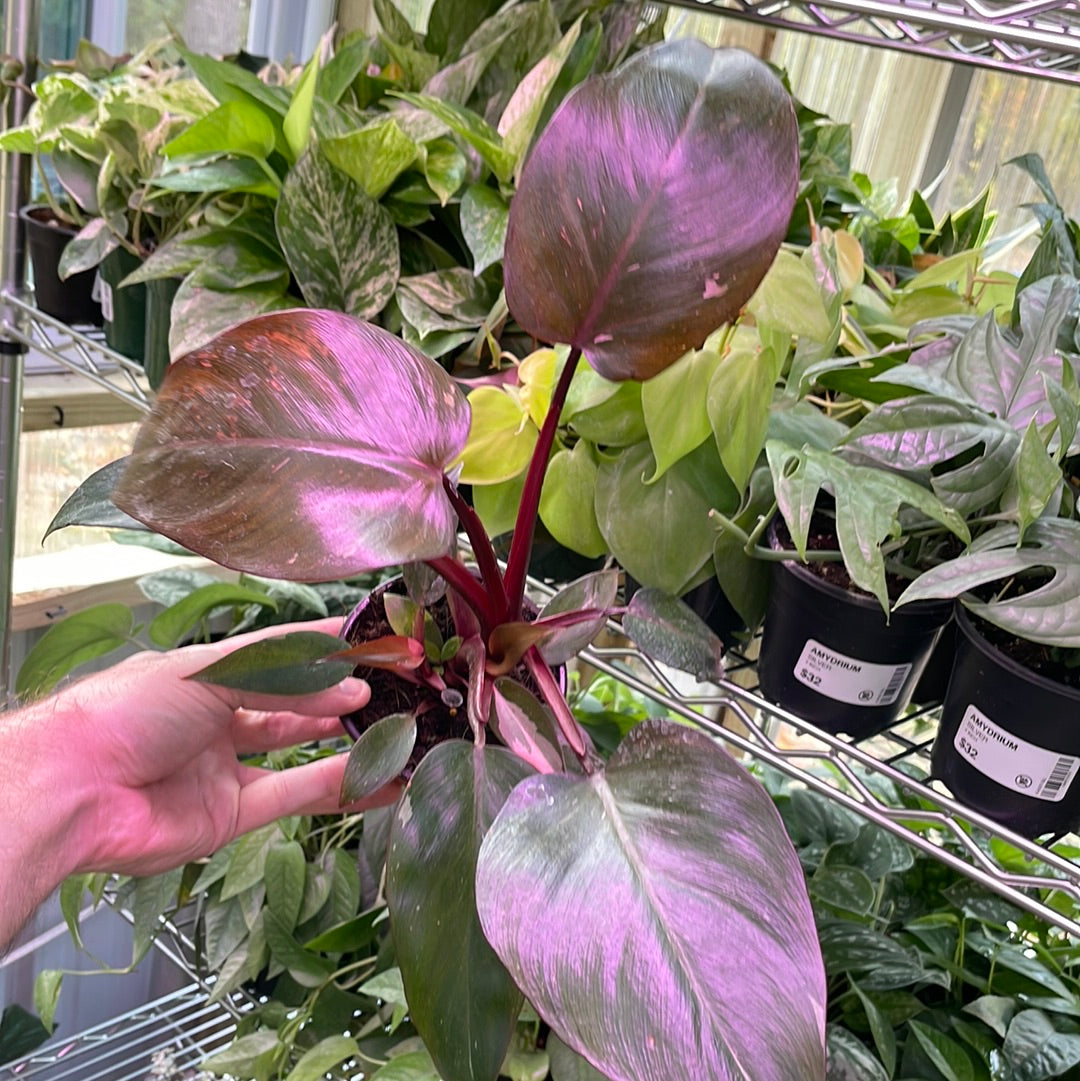 Philodendron Pink Princess