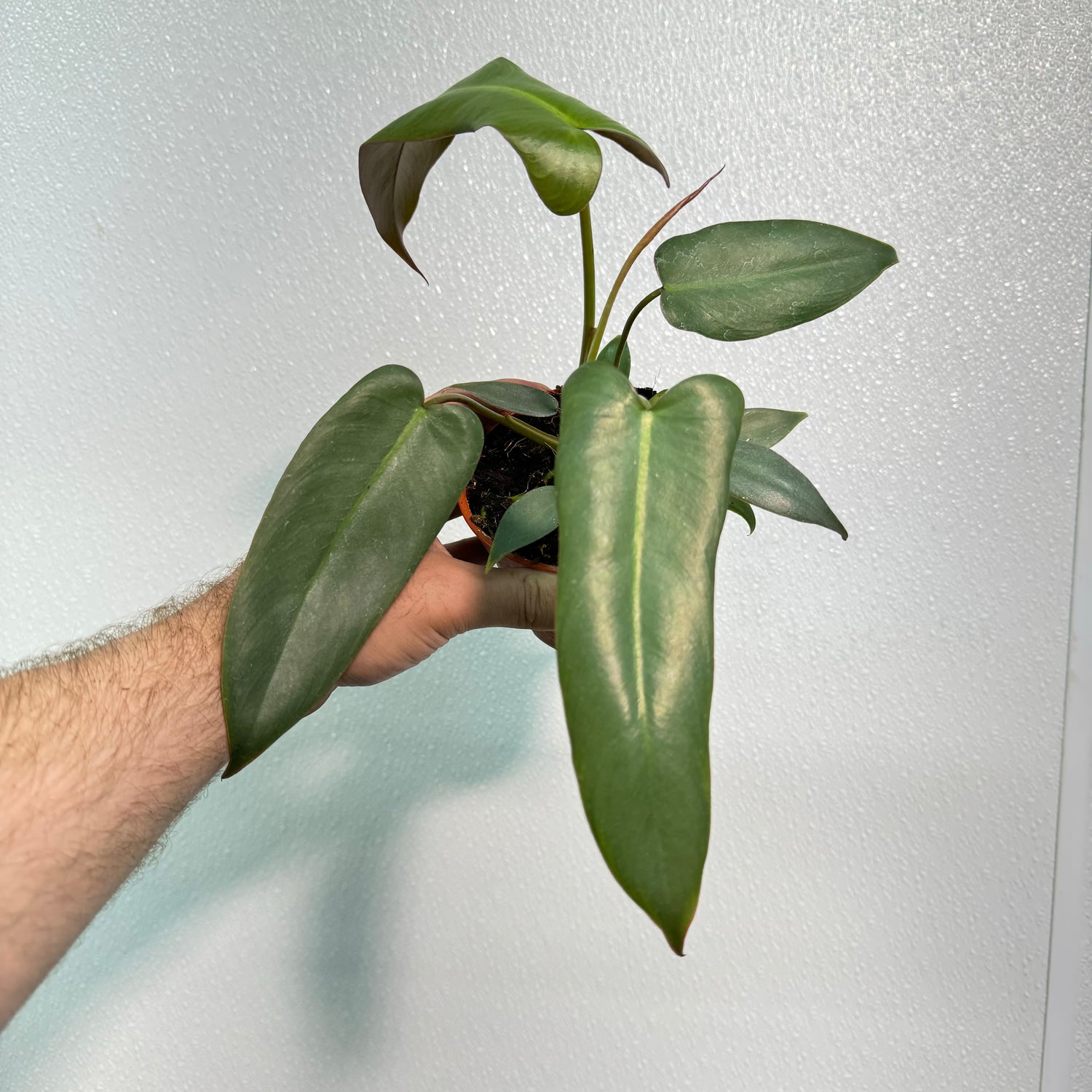 Philodendron Atabapoense