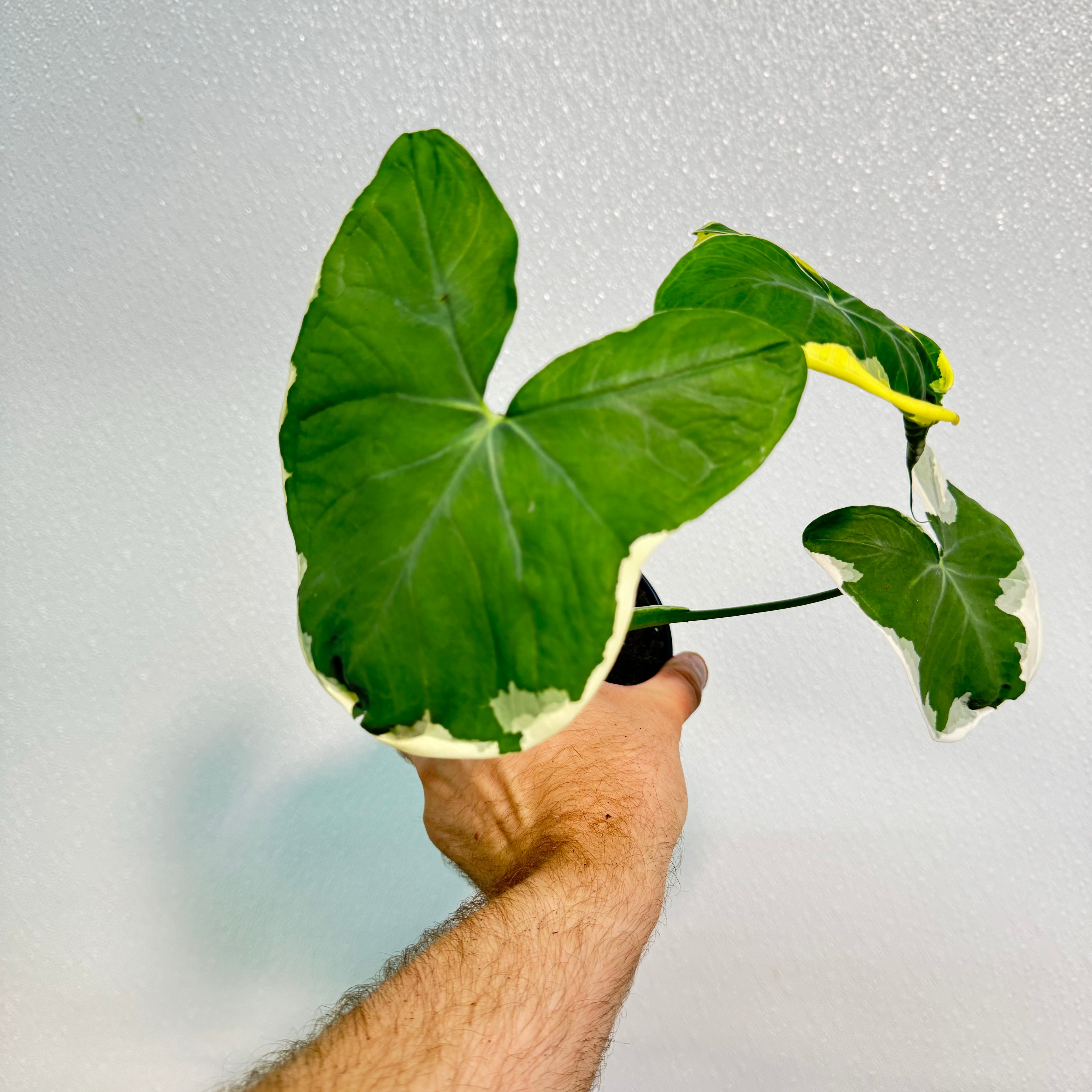 Alocasia Mickey Mouse