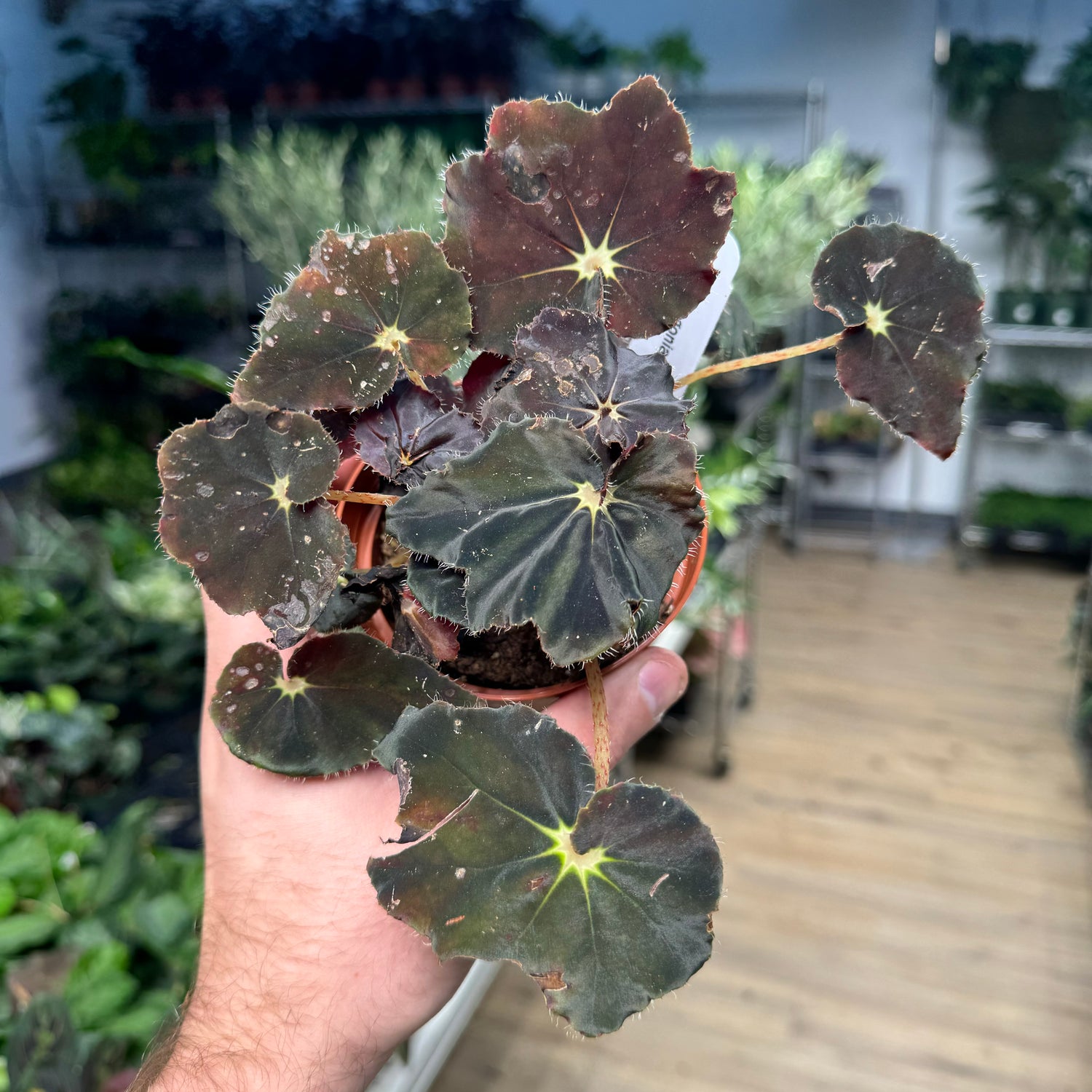 Begonia Dark Mambo