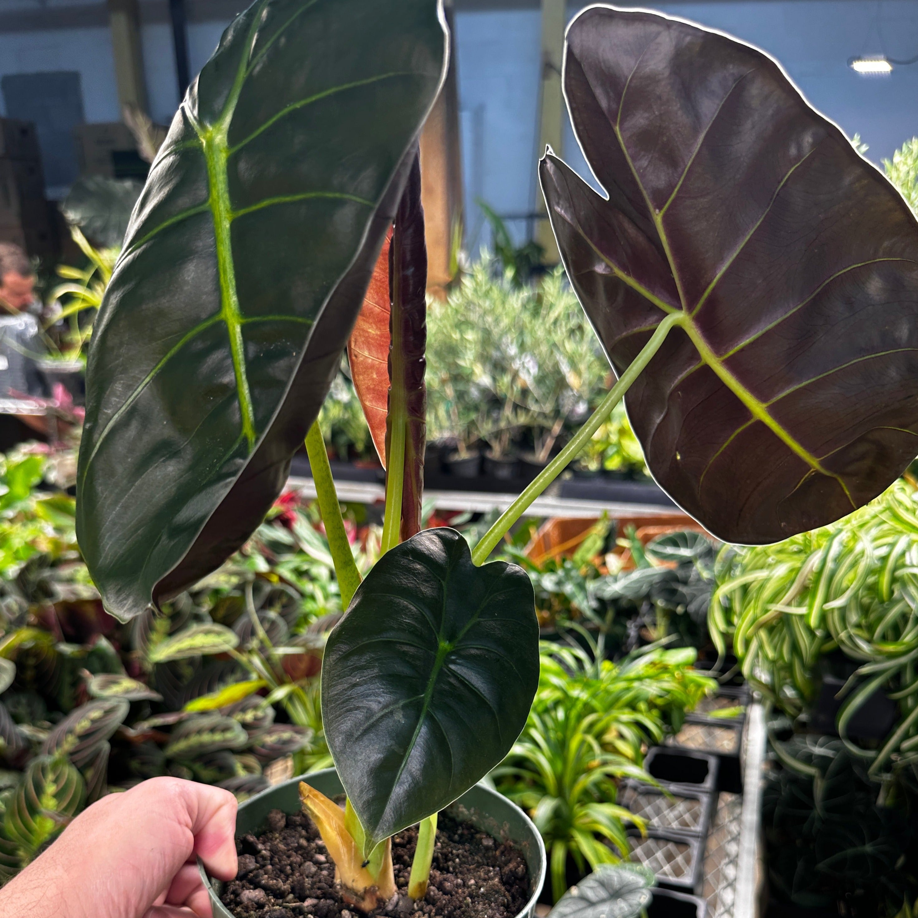 Alocasia Golden Bone