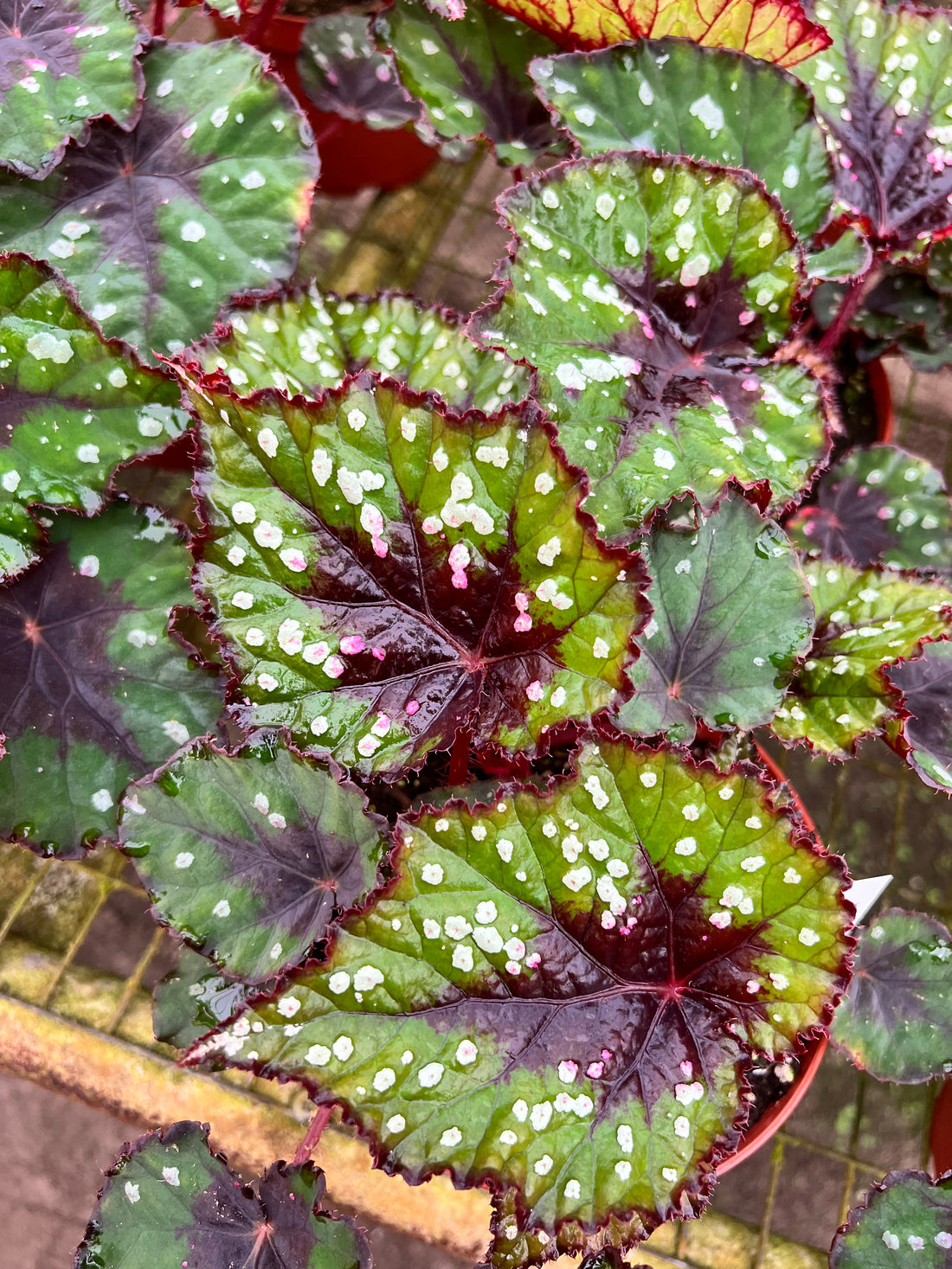 Begonia Grinch