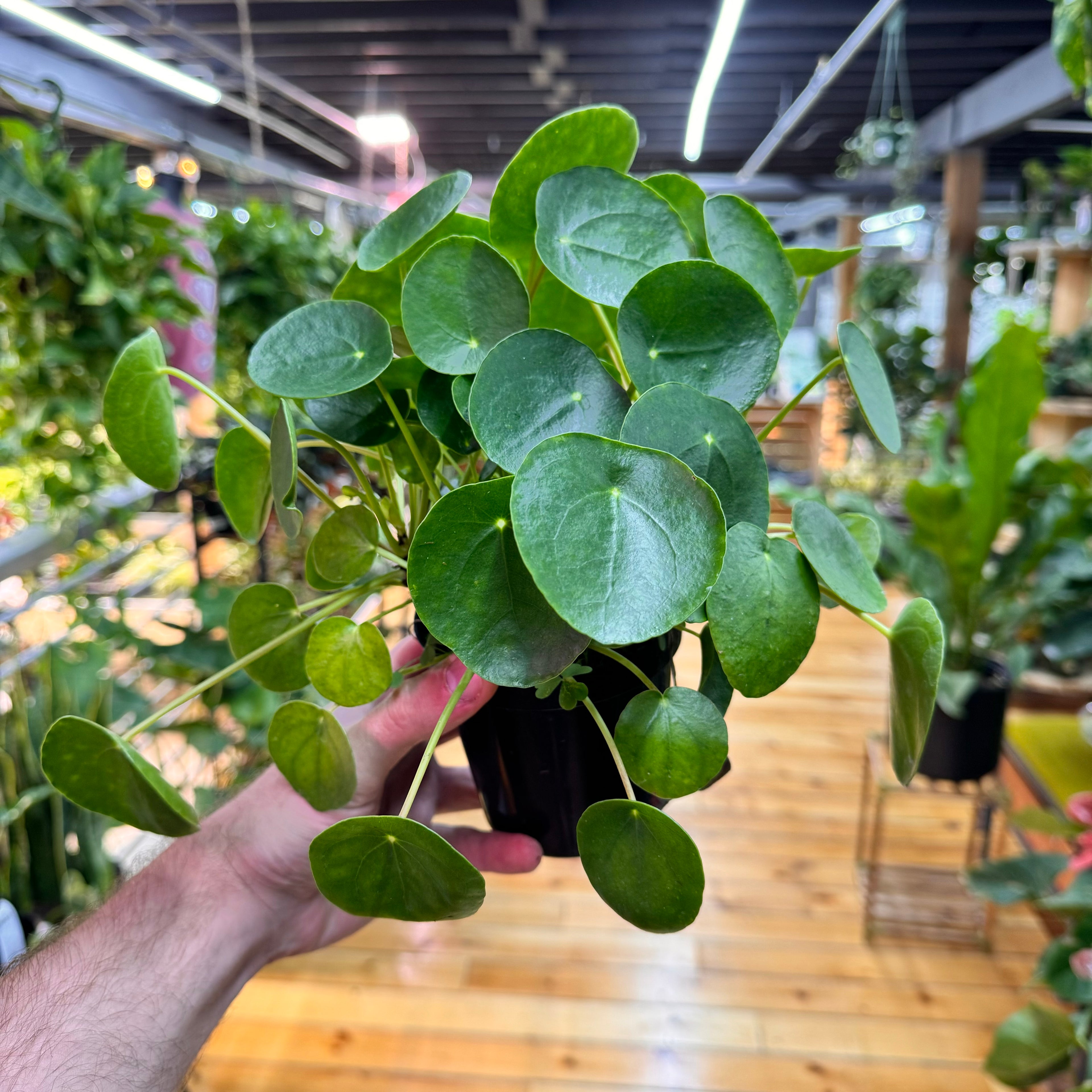 Pilea Peperomioides