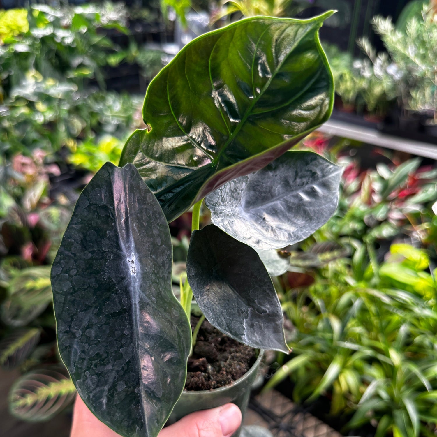 Alocasia Green Unicorn