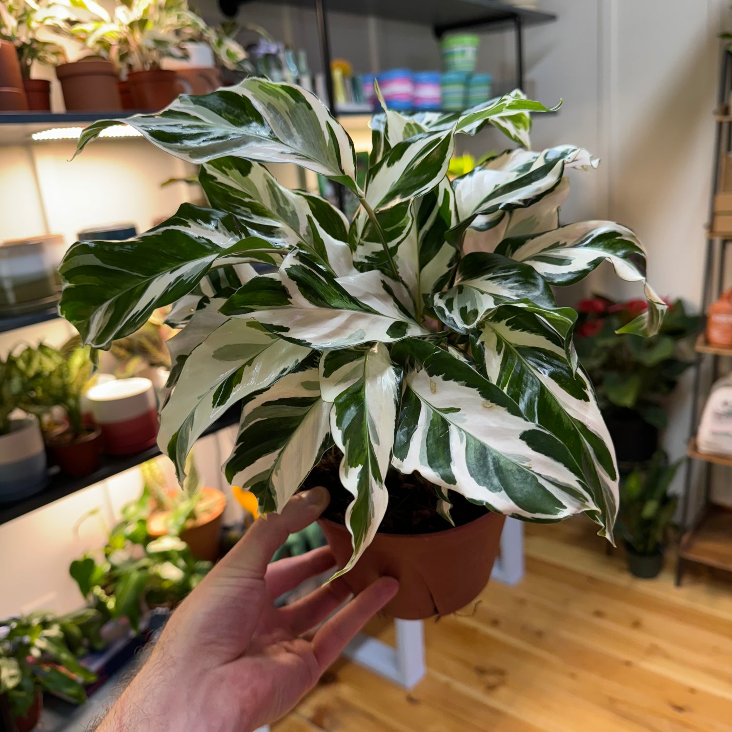 Calathea Stella