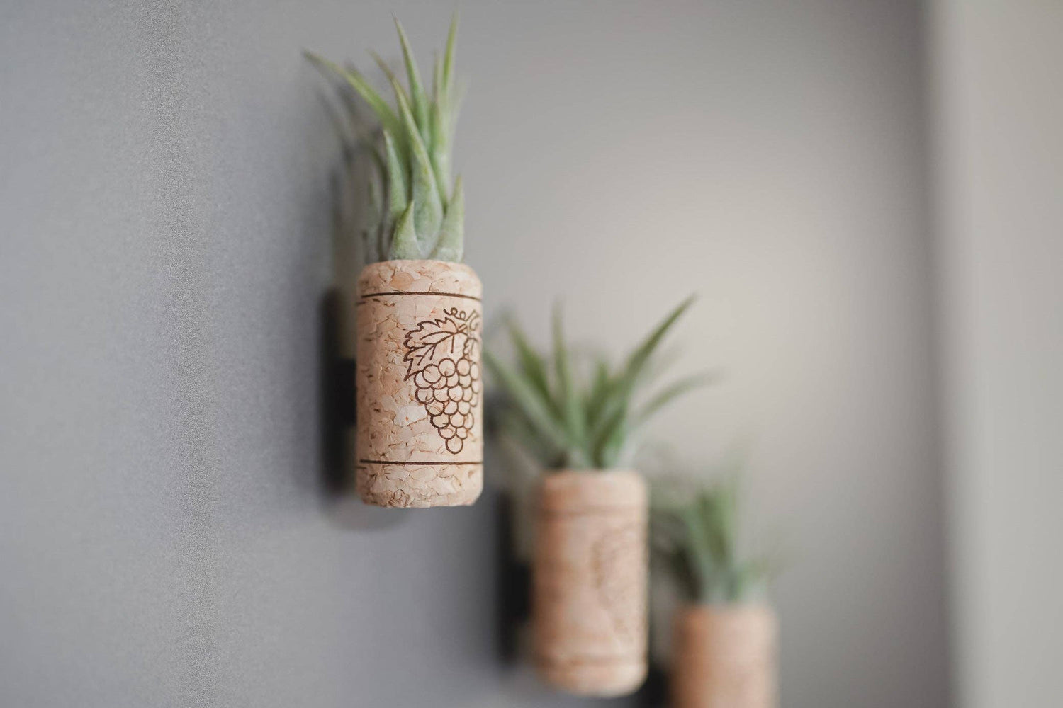 Wine Cork Magnet with Air Plant