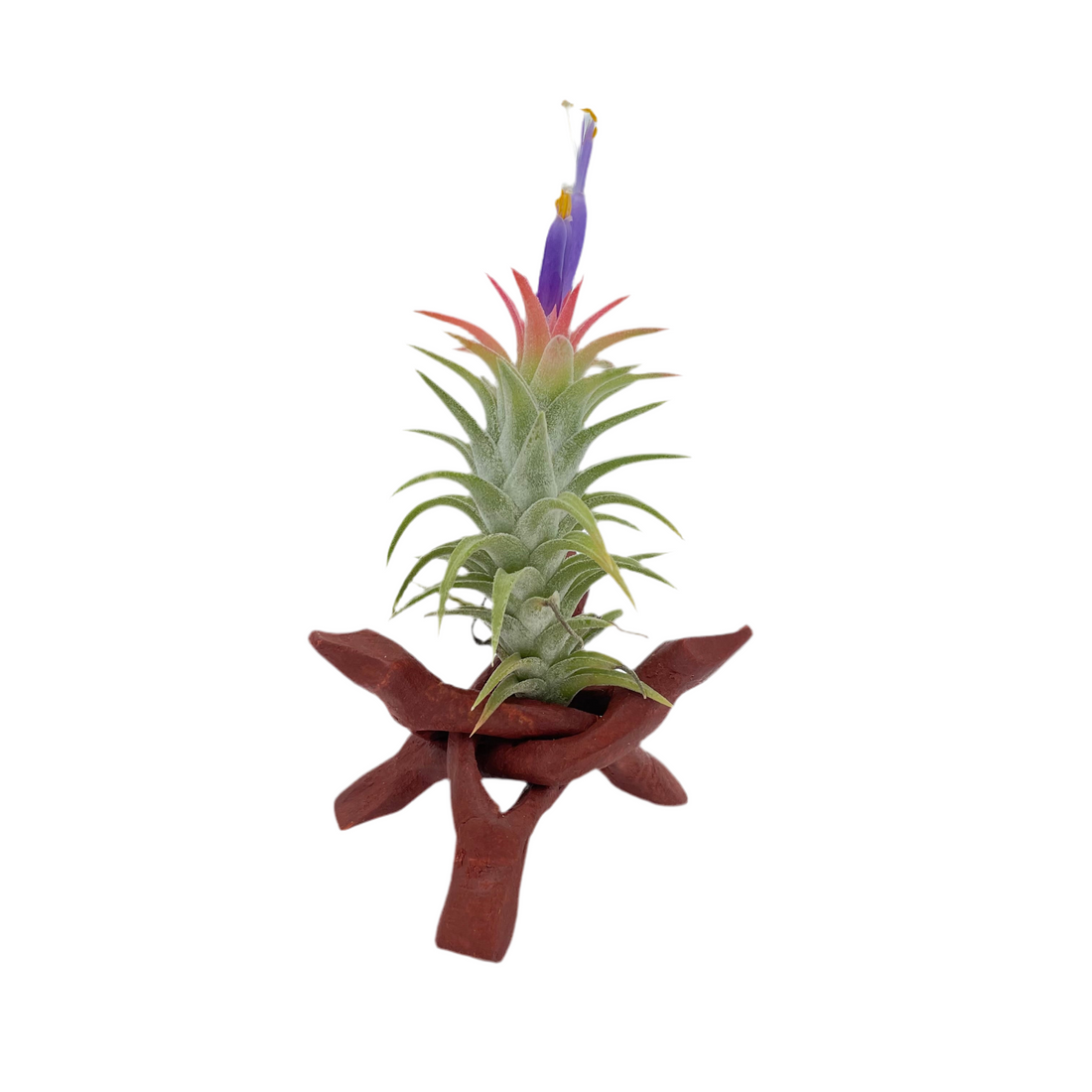 Tripod Air Plant Holder