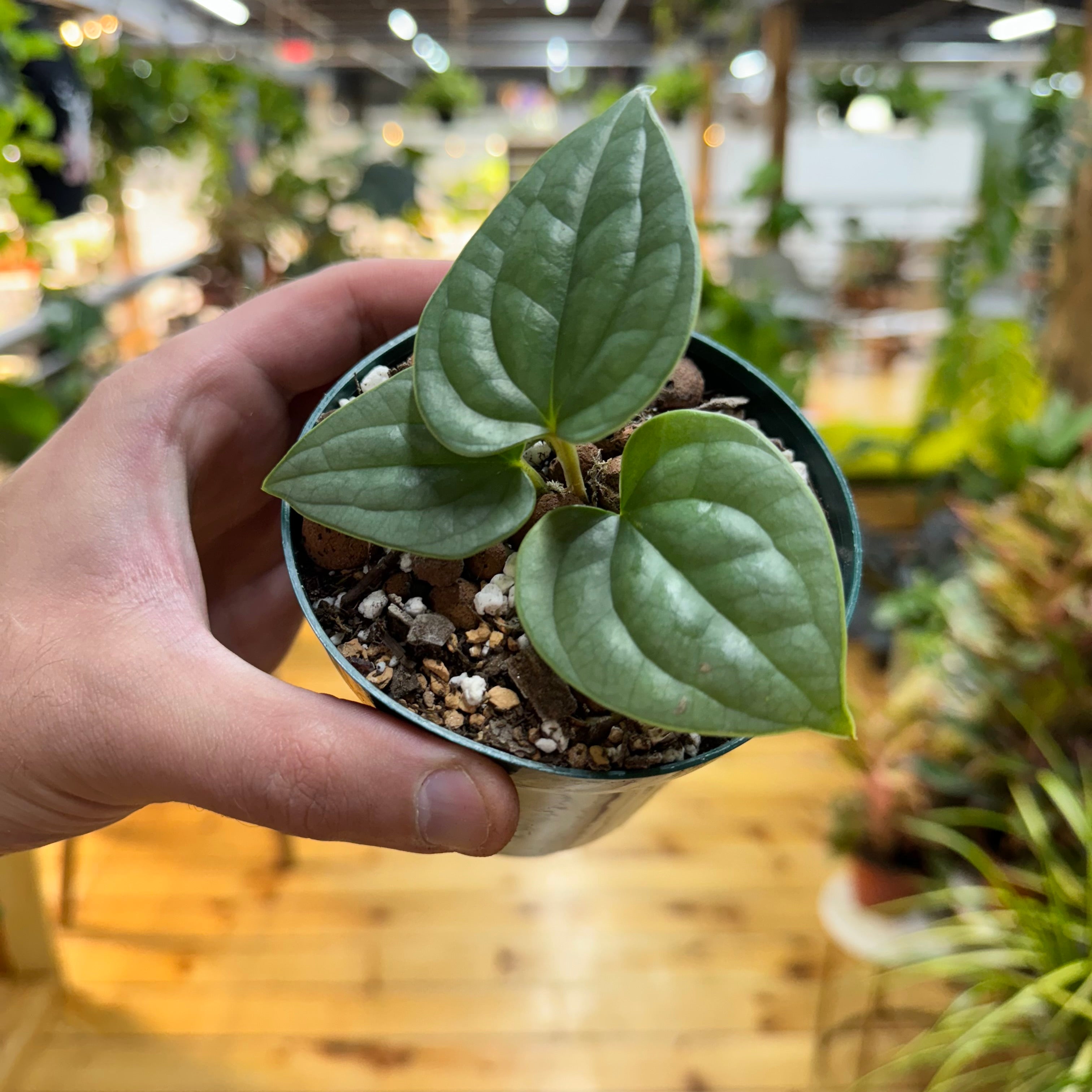 Anthurium Luxurians Platinum