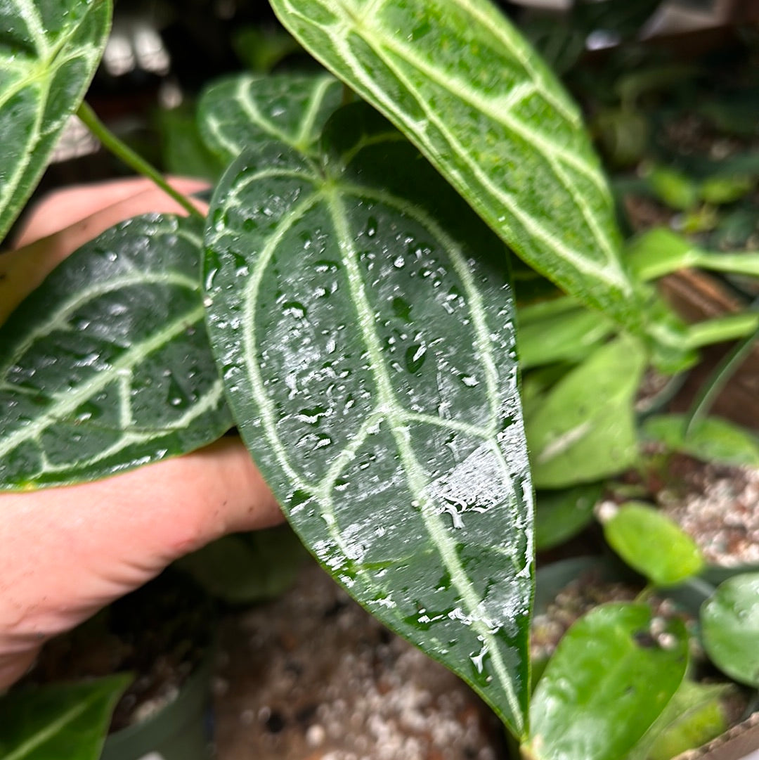 Anthurium SKG Red X Ace Velvet