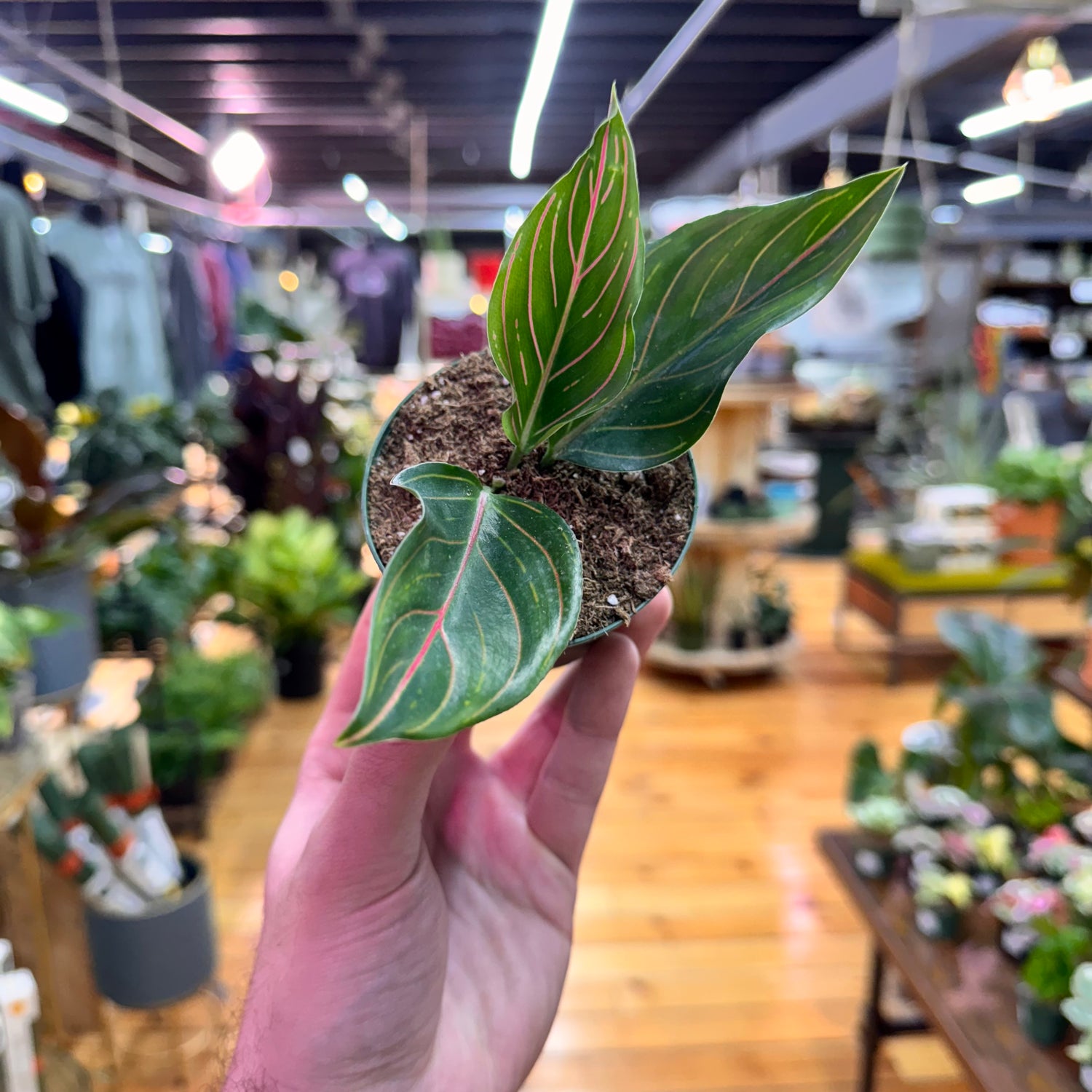 Aglaonema Red Vein