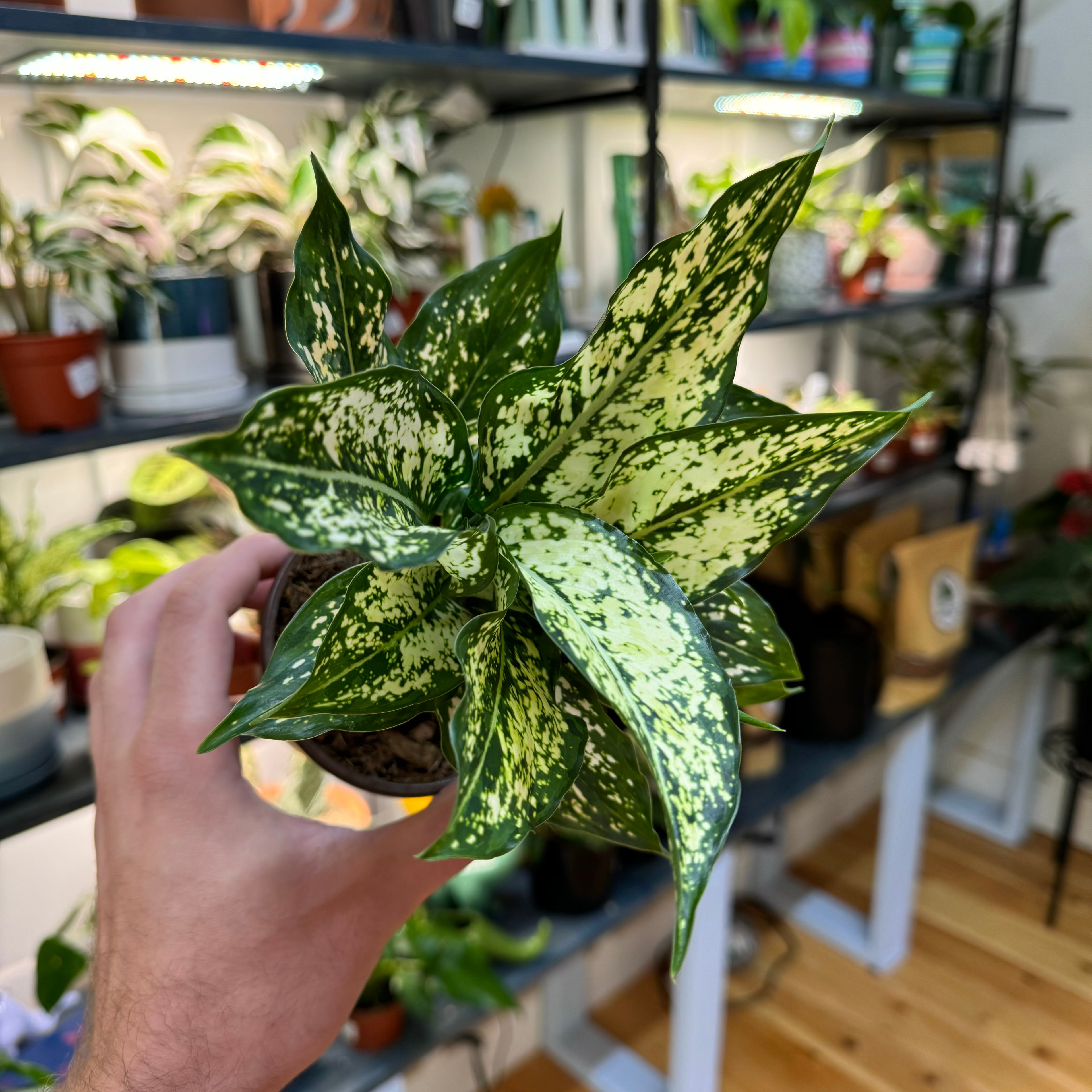 Aglaonema Snow White