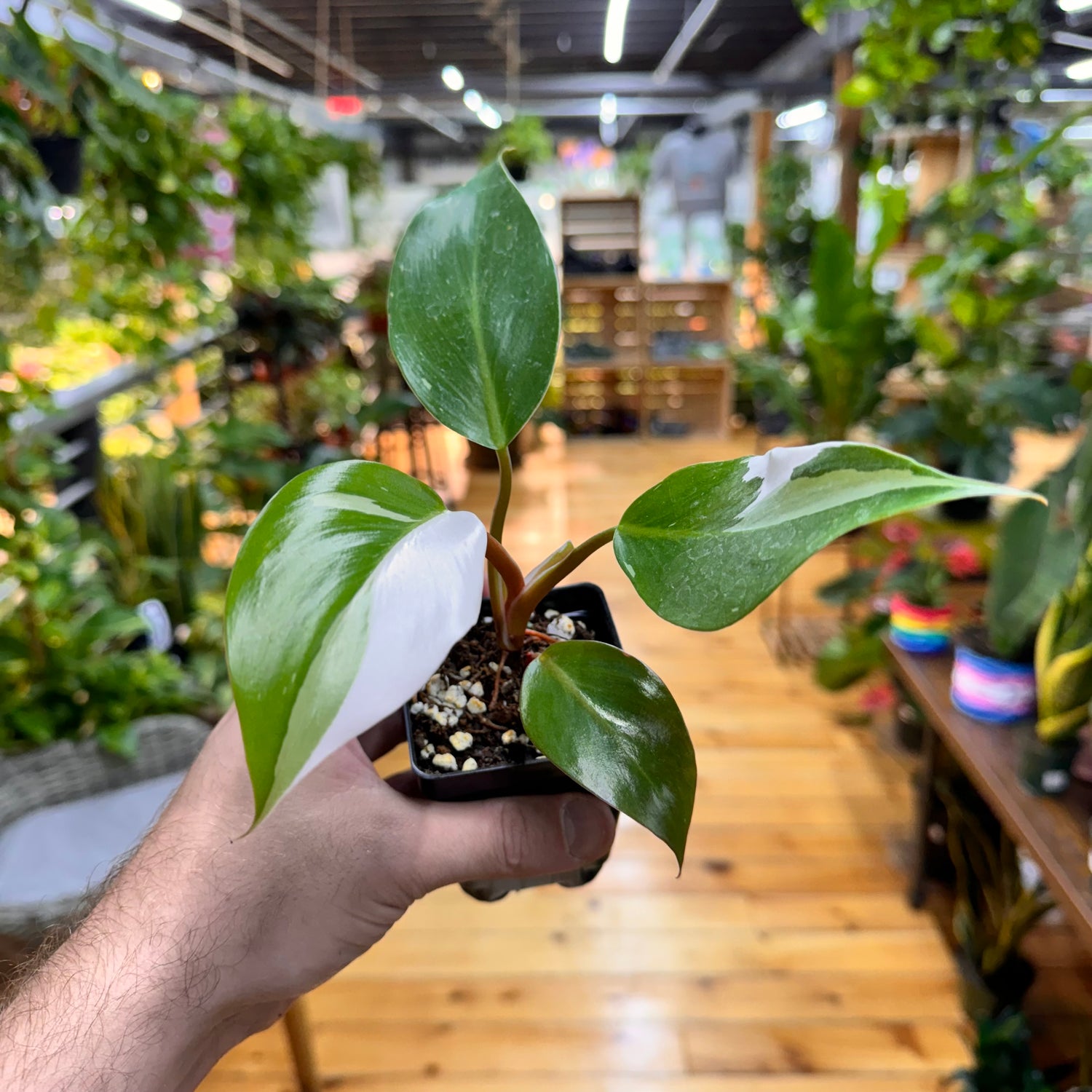 Philodendron White Knight