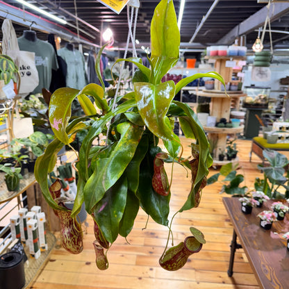 Nepenthes Gaya