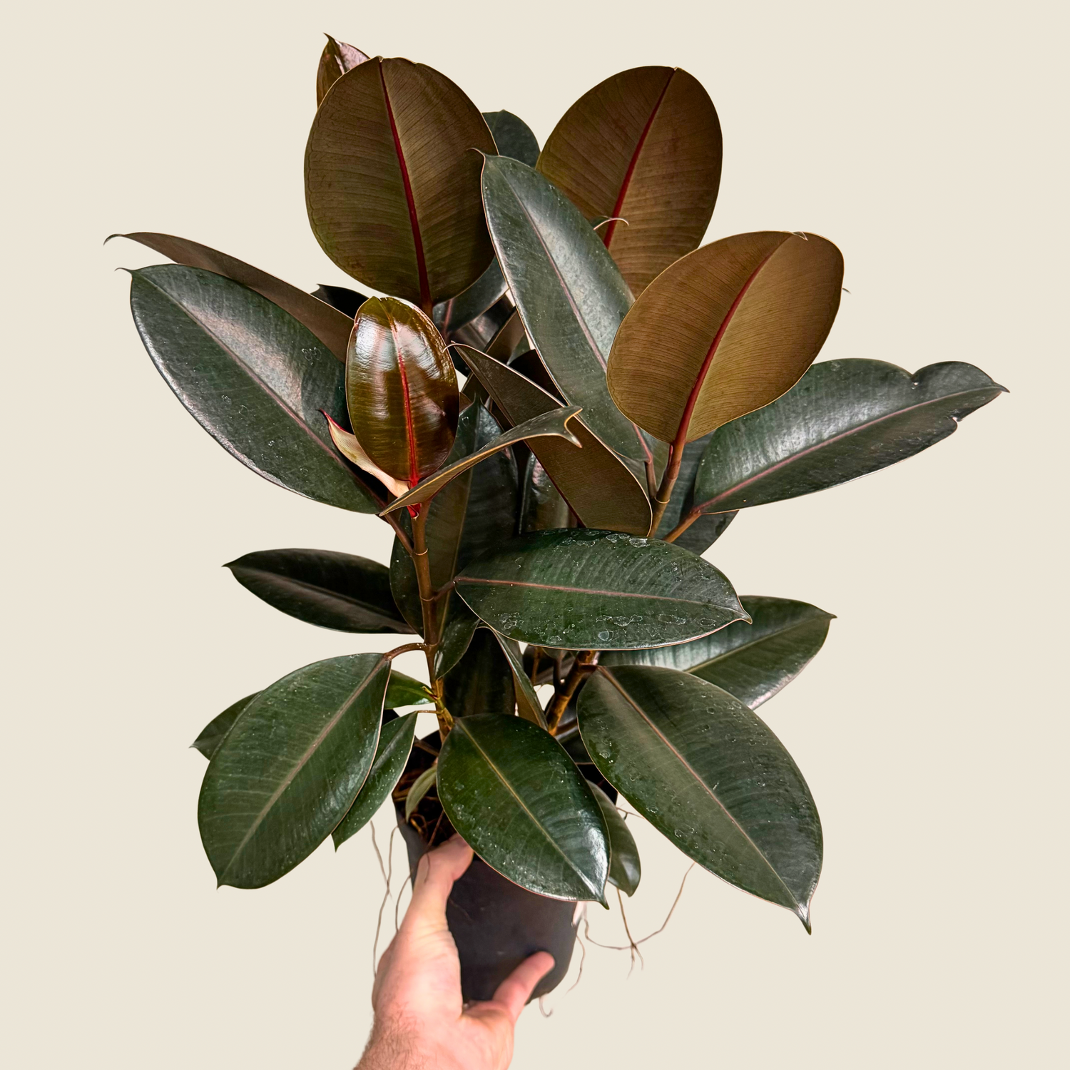 Ficus Burgundy