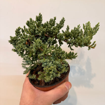 Bonsai &