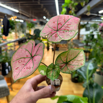 Caladium Scarlet Girl