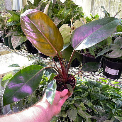 Philodendron Congo Rojo