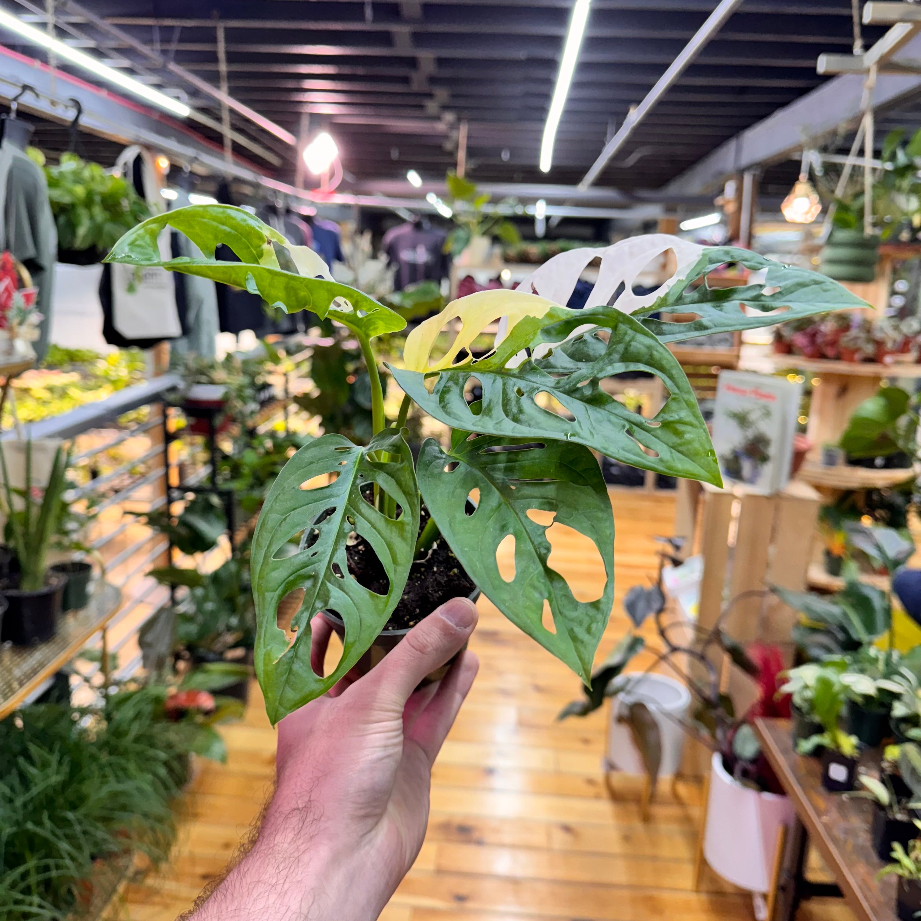 Monstera Adansonii Variegated