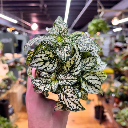 Hypoestes Polka Dot