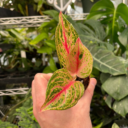 Aglaonema Gold Powder