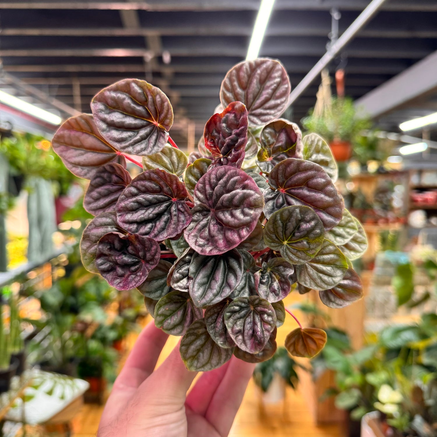 Peperomia Luna Red