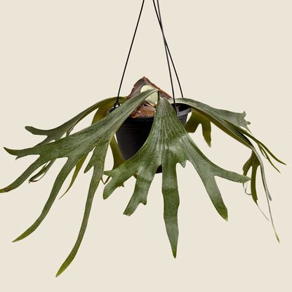 Fern Staghorn
