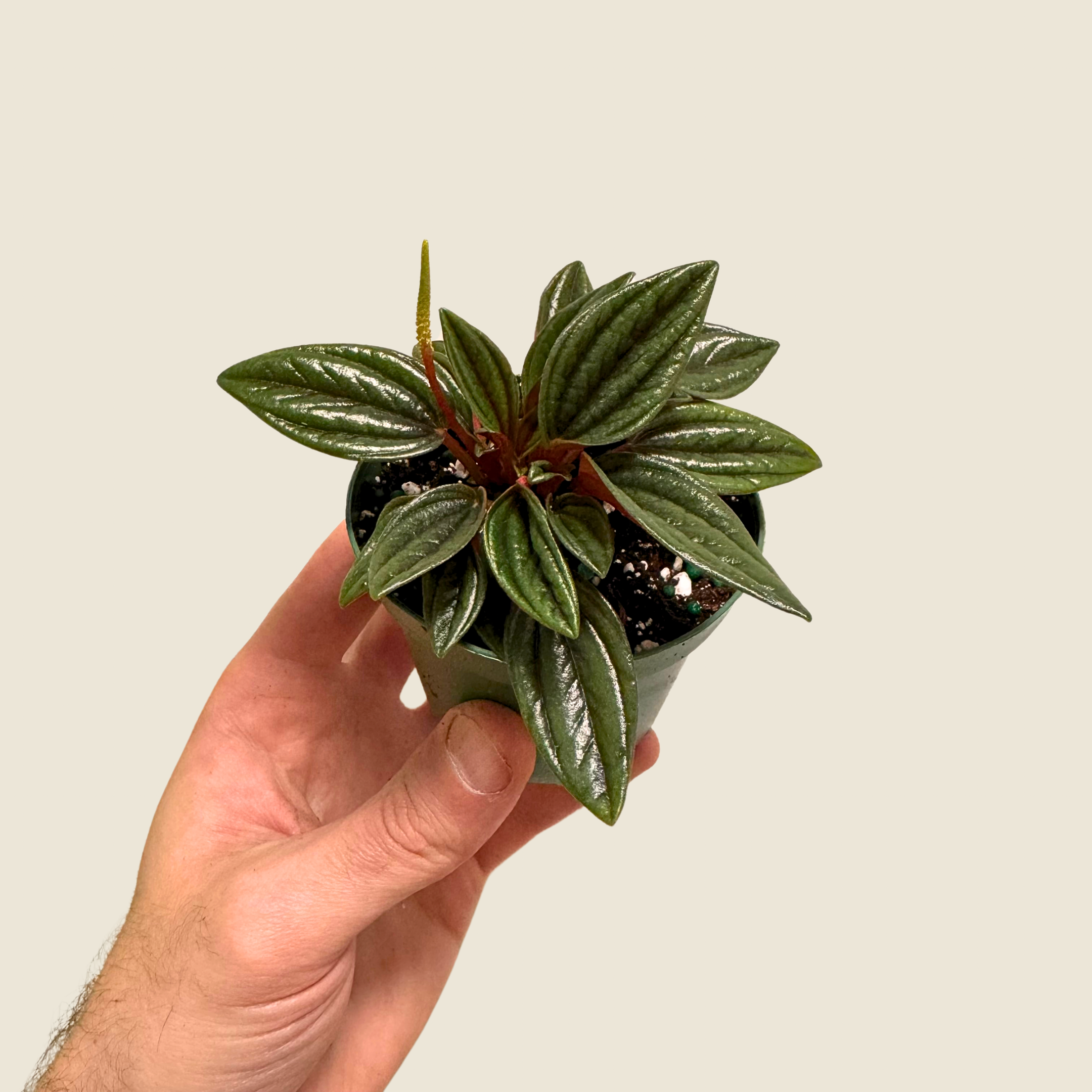 Peperomia Rosso