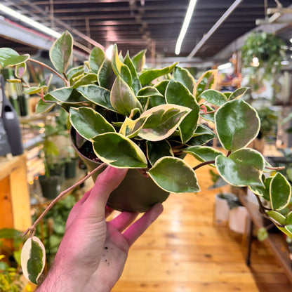 Hoya Krimson Queen