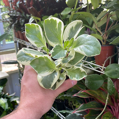 Peperomia Marble