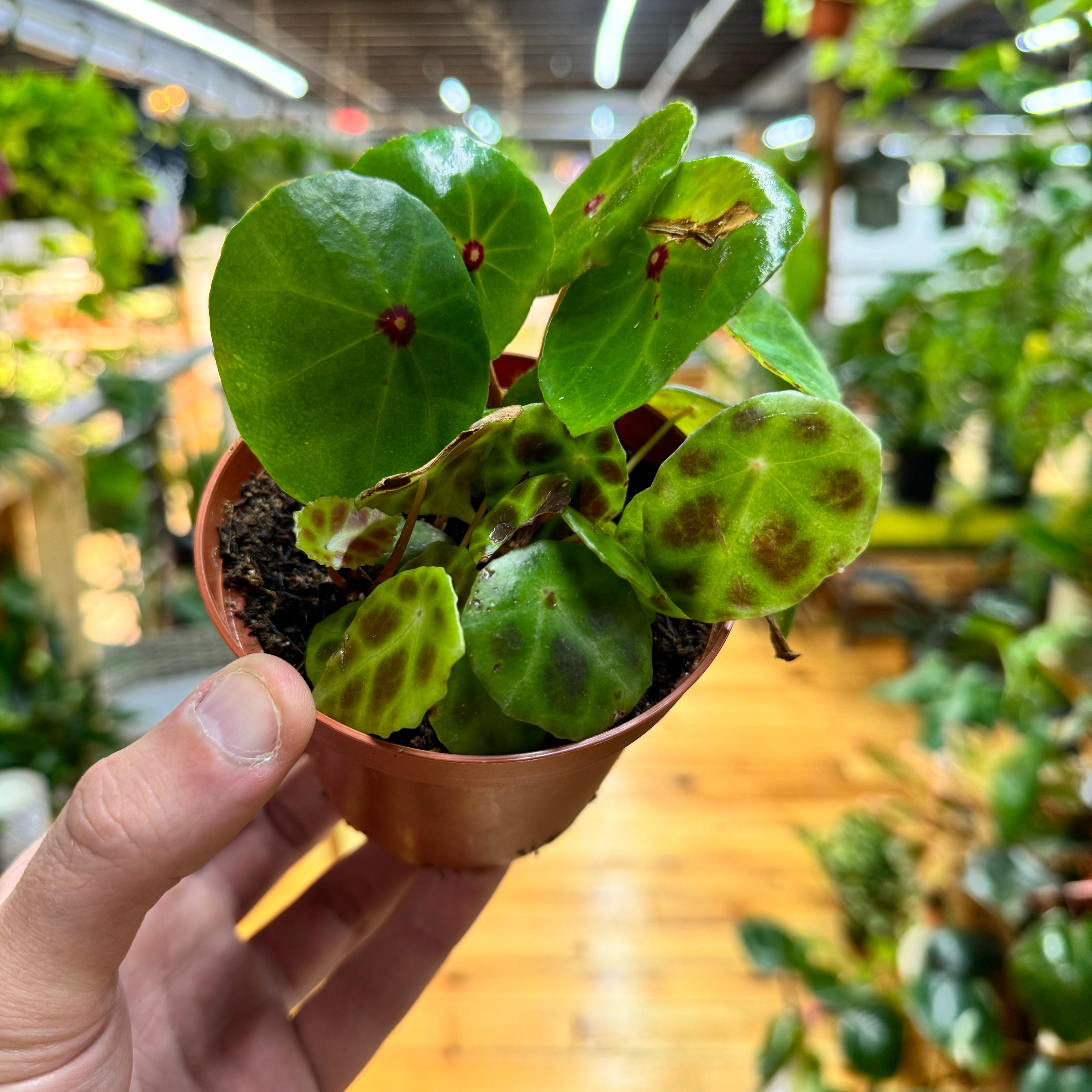 Begonia Conchifolia &amp; Kingiana