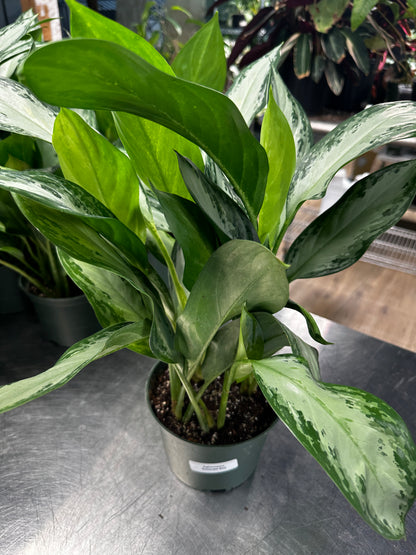 Aglaonema Emerald Bay