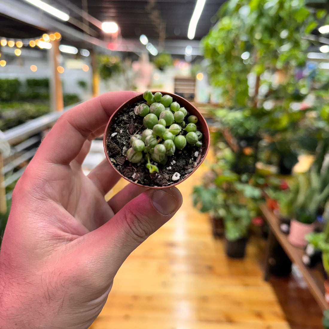 String of Pearls Variegated