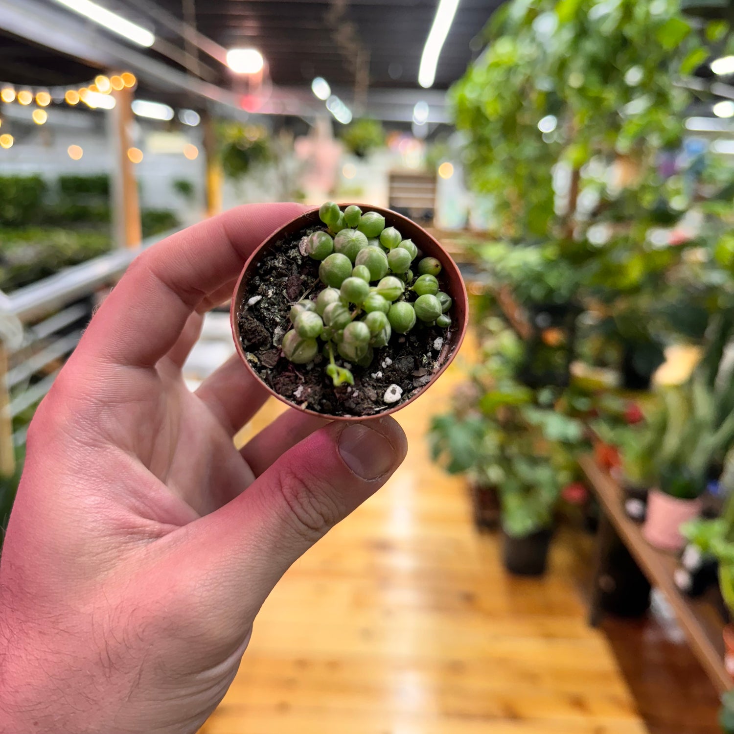 String of Pearls Variegated