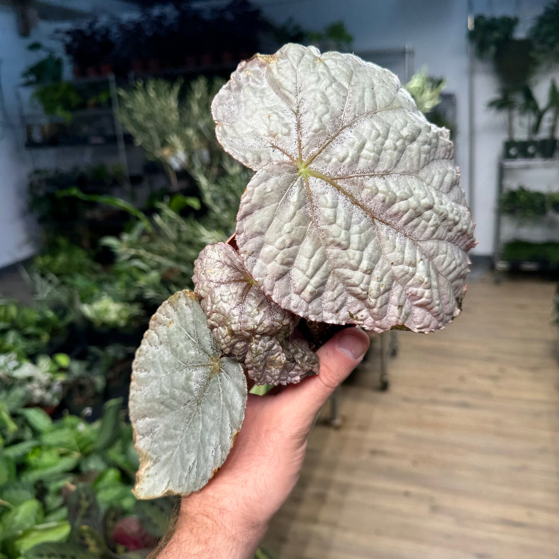 Begonia Harmony’s Silver Dollar