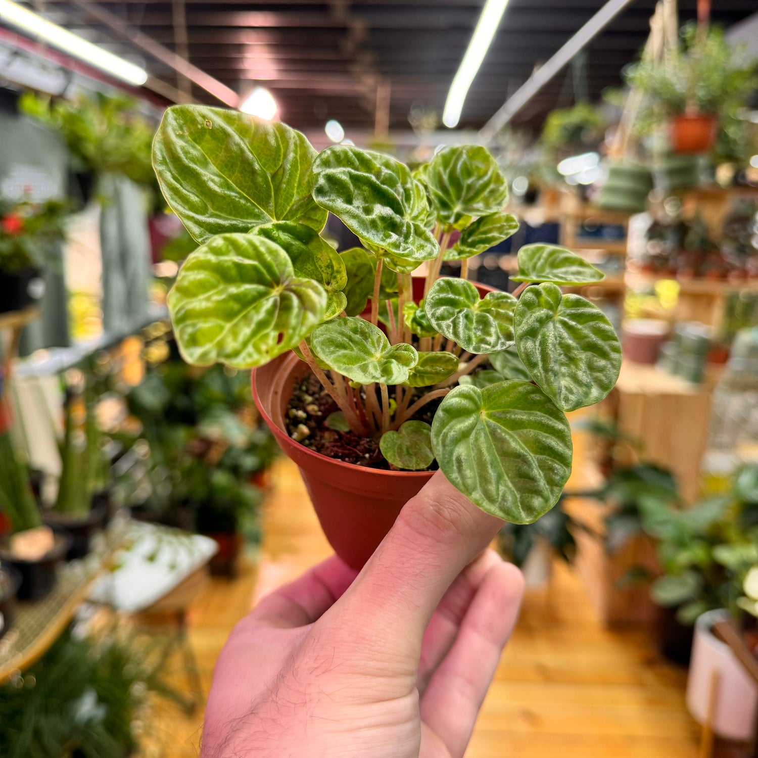 Peperomia Emerald Green