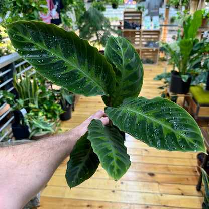 Calathea Warscewiczii