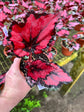 Begonia Red Robins