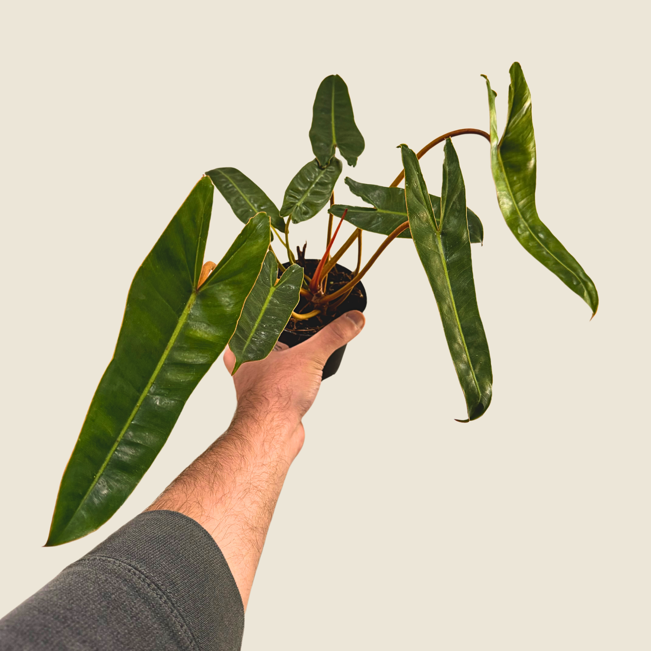 Philodendron Billietiae