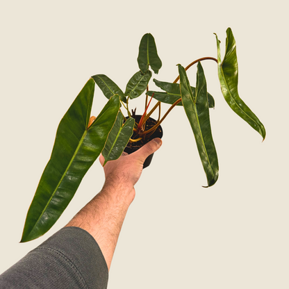 Philodendron Billietiae