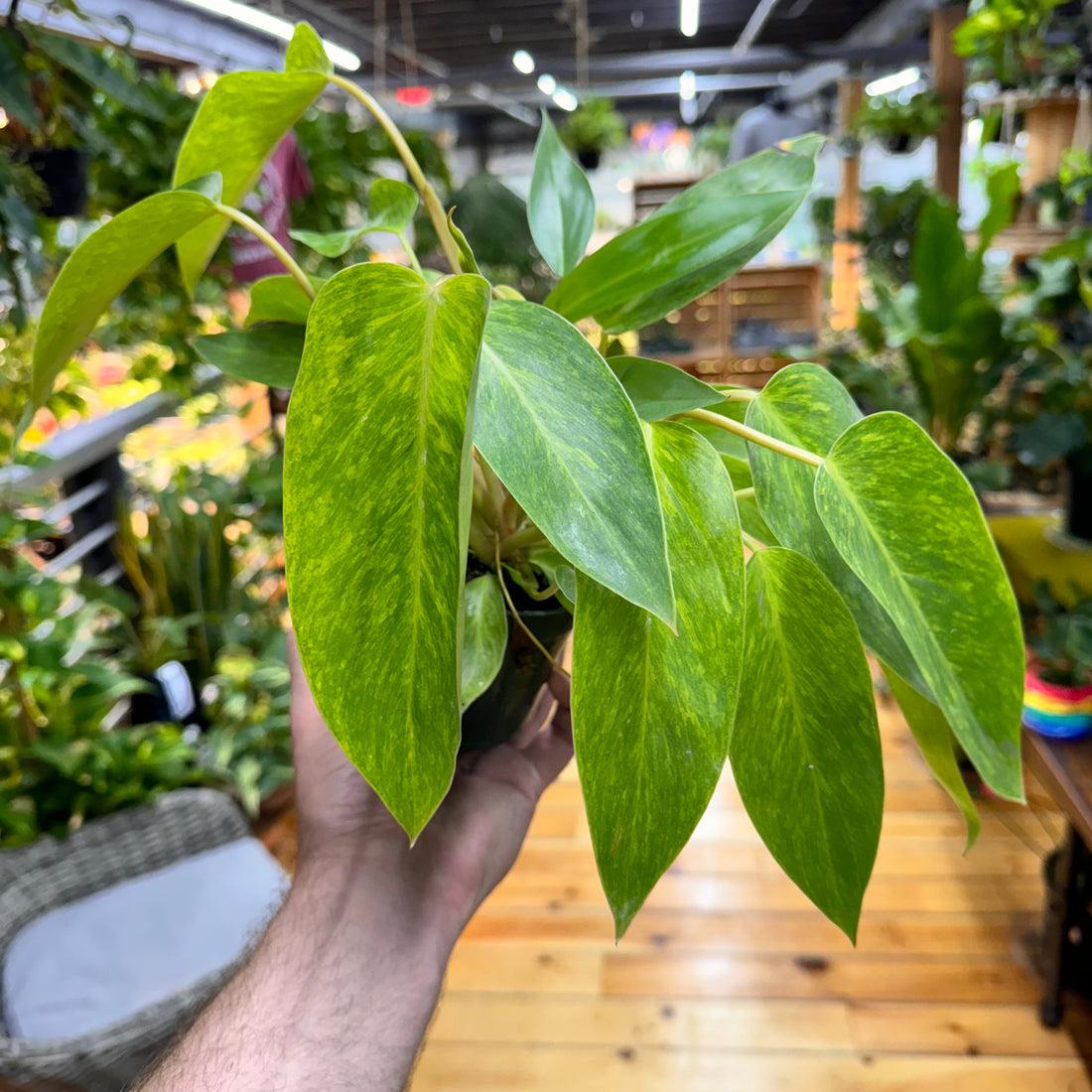 Philodendron Erubescens &