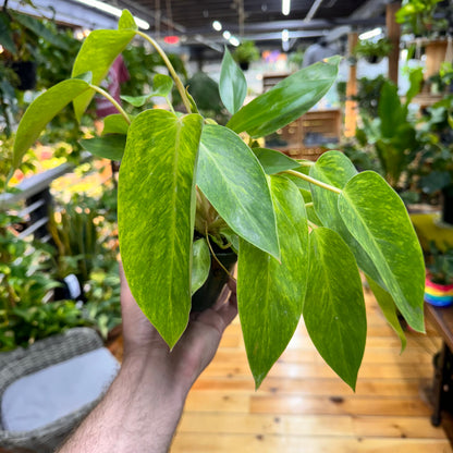 Philodendron Erubescens &