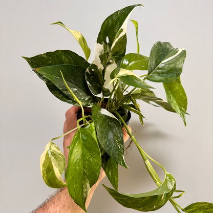 Epipremnum Pinnatum Albo