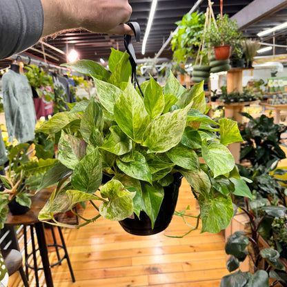 Pothos Marble Queen