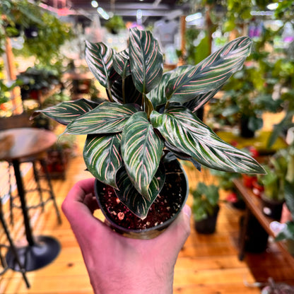 Calathea Beauty Star