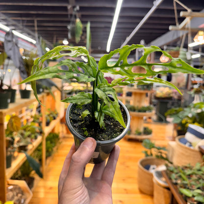 Monstera Obliqua &