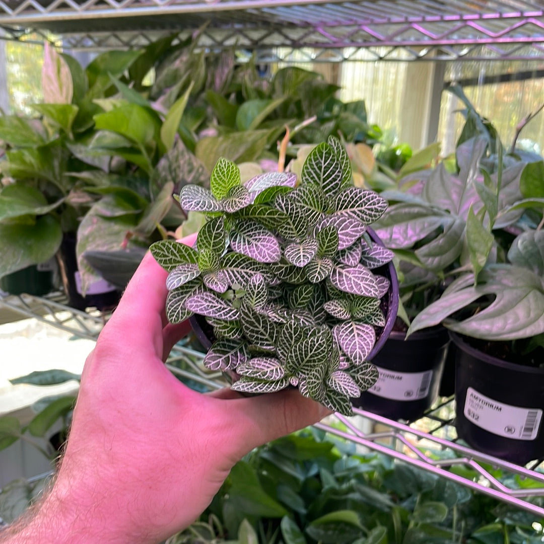 Fittonia Nerve Plant